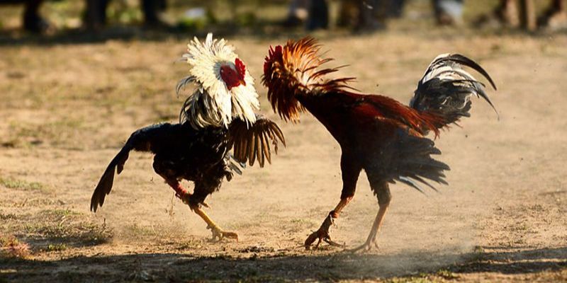 cách bắt kèo đá gà cách bắt kèo đá gà